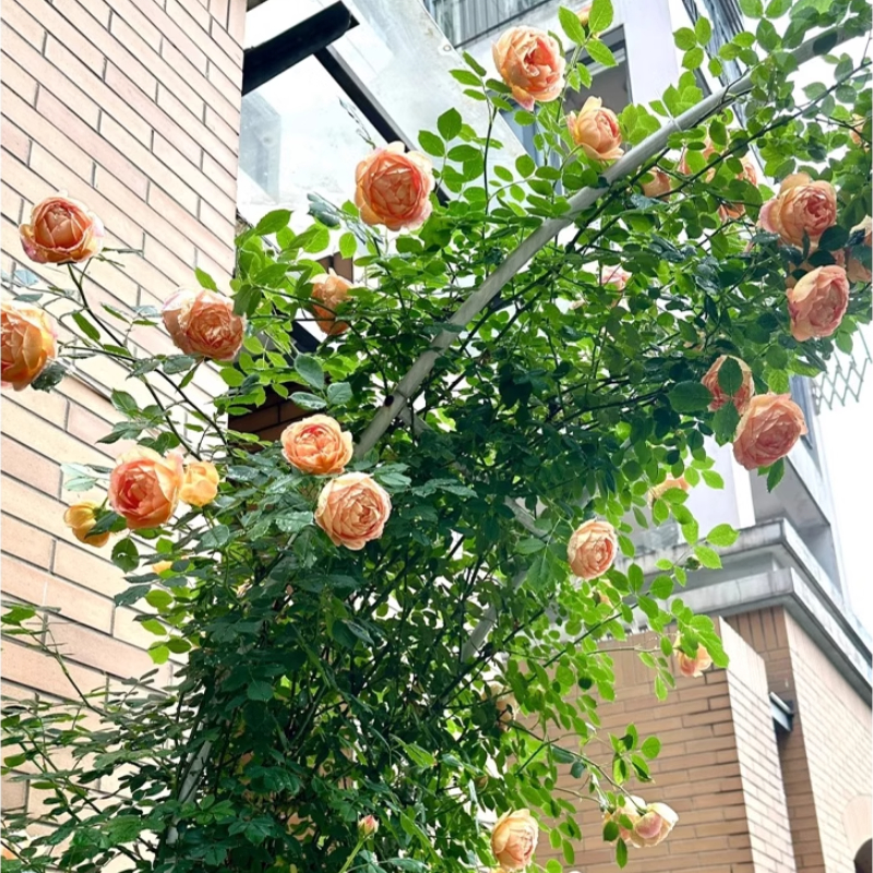 Support demi-arc pour plantes grimpantes, Support de jardin extérieur pour clématis ou Roses, Support de vigne de raisin Durable, système de culture de légumes