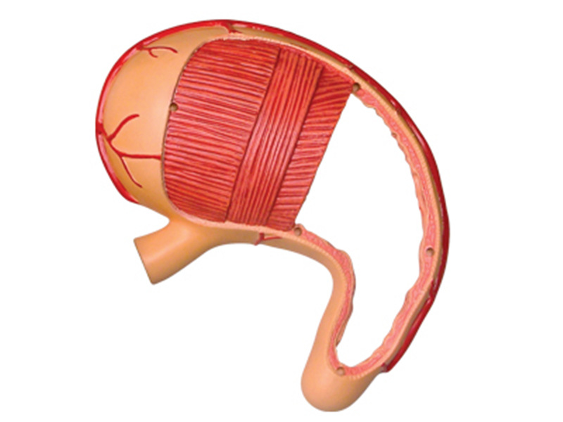 4d Menselijke Maag Anatomie Model Skelet Medische Onderwijs Aid Puzzel Assembleren Speelgoed Laboratorium Onderwijs Apparatuur