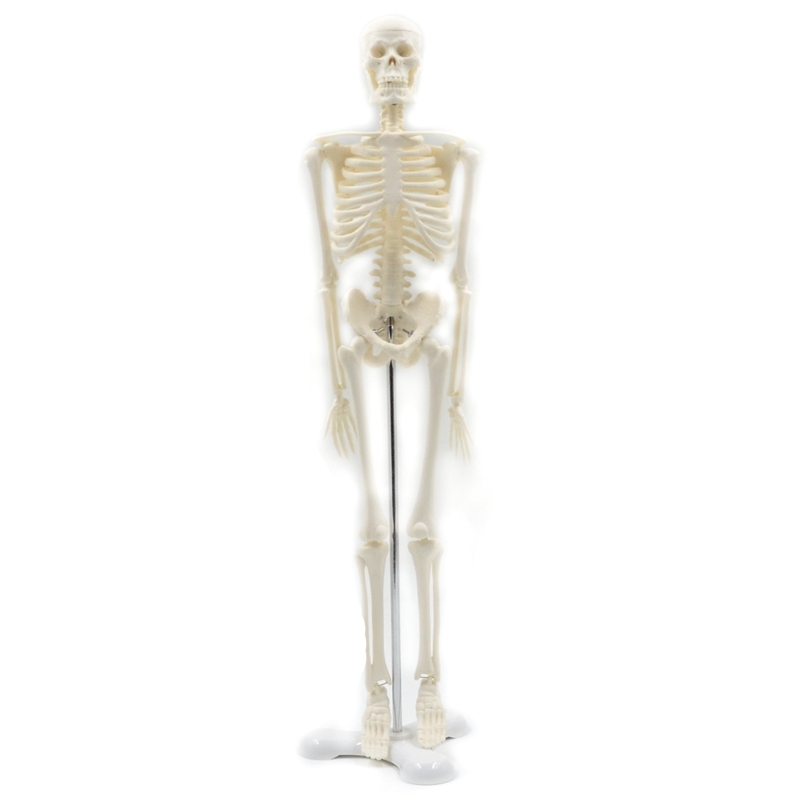 45 Cm Menselijk Anatomie Anatomisch Skelet Model Medische Poster Medische Leren Aid Anatomie Menselijk Skelet Model