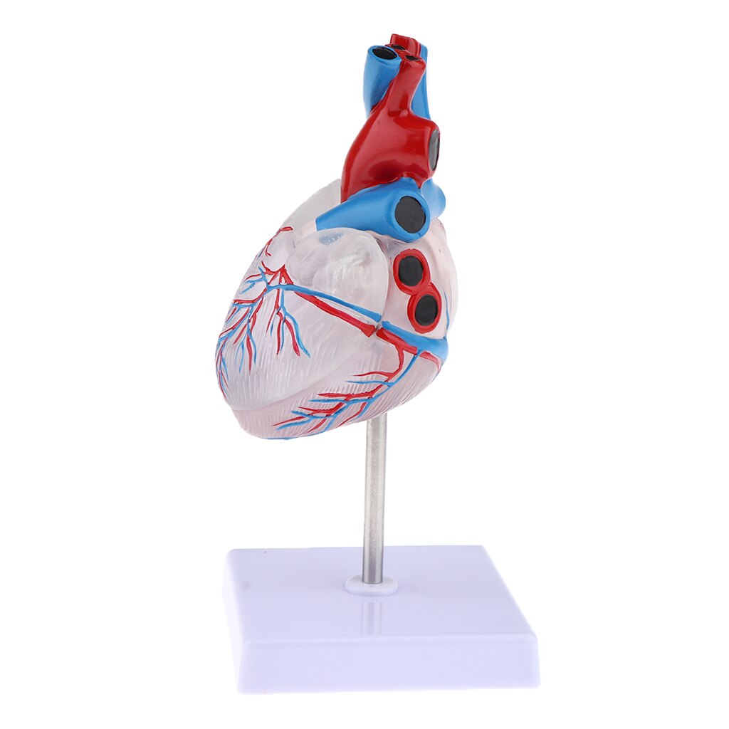 1:1 Menselijk Hart Model Met Stand Base, Transparante Hart Demonstratie Model, Medisch Onderwijs Model Gereedschap & Lab Supplies