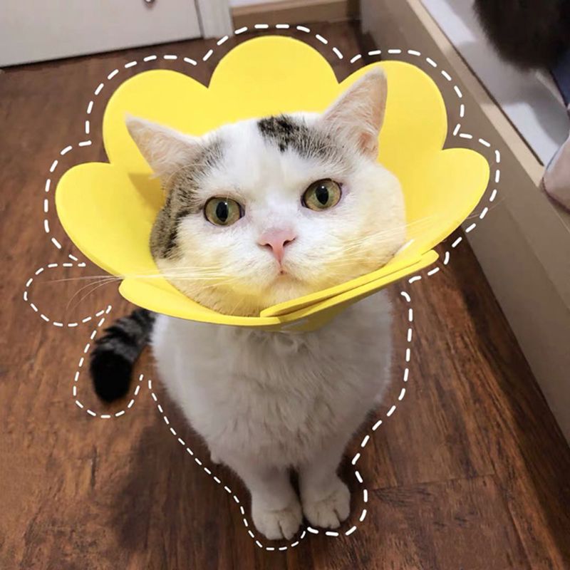Collier de récupération de chat en forme de fleur collier élisabéthain cône de protection cicatrisant pour chiot chaton