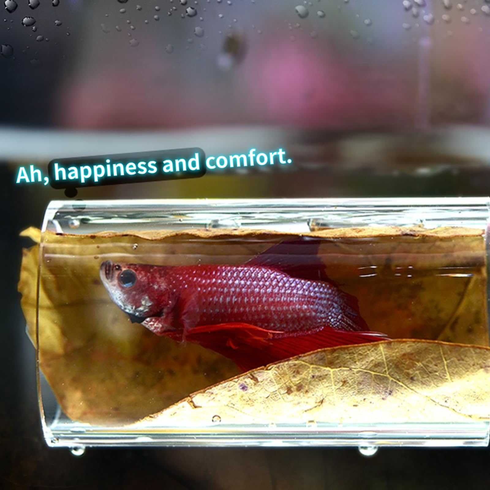 1/2Stck Betta Fisch Acryl Rohr Tunnel Hohl Aquarium Dekorationen Für Bessere Beobachtung Fische Verbessert Betta der Gesundheit