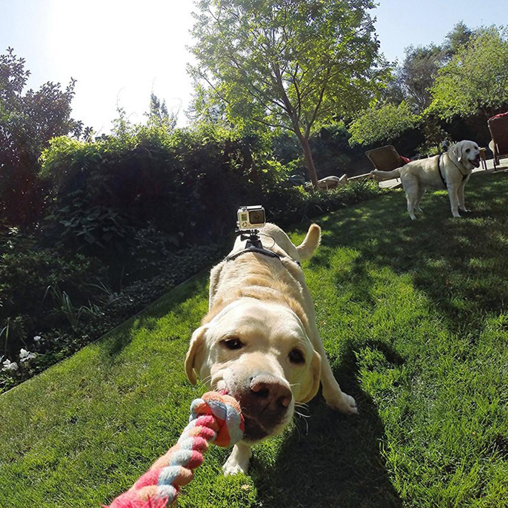 Harnais pour chien de compagnie Sport caméra | Bracelet élastique à l'arrière, ceinture pour chiens, harnais pour GoPro Hero, fournitures d'extérieur pour animaux de compagnie