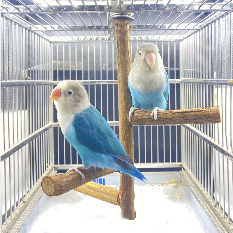 Natural Wood Bird Perches Stands Bird Cage Paw Grinding Toy Parrot Perch Toys for Cockatiels Conures Budgies Love Birds Parakeet