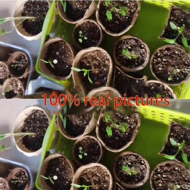 10/20/50Pcs 6/8cm plant grow pot Paper Nursery Cup... – Grandado