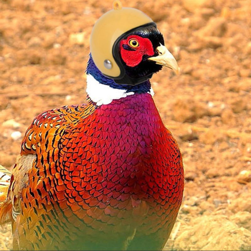 Pet Frango Capacete Pássaro Codorna Pato Pintinho Chapéu Chapelaria Protetora Dura Suprimentos J78C