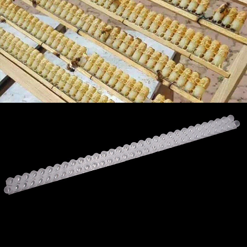 15PCS Beekeeping Royal Jelly Strip Double Rows Hole Holes Bee Milk Pulp Collect Container Plastic Bees Tools Equipment Supplies