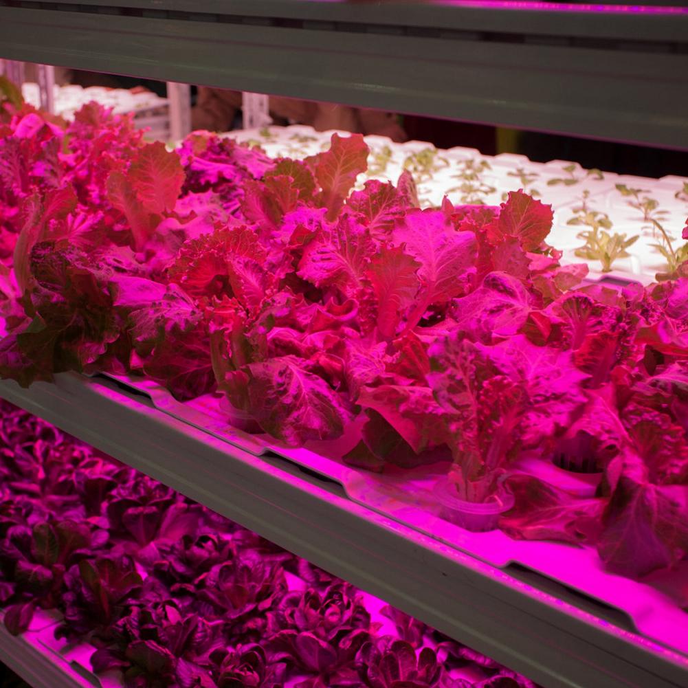 Lámparas de crecimiento de luces para plantas, tira de luz Led de espectro completo para interiores, conectar en SeriesMax, lámpara de plantas de 12 LED para jardinería y Succul