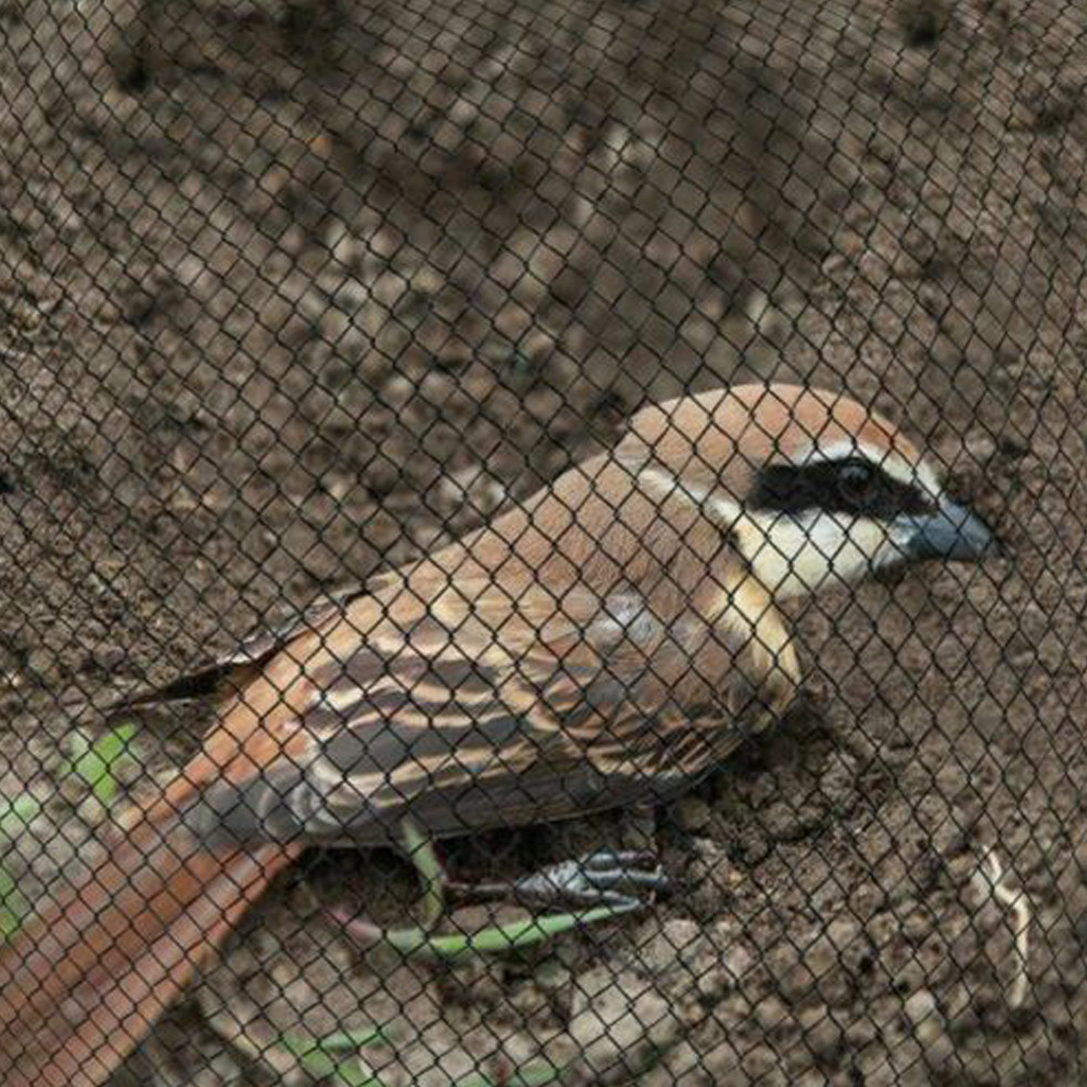 Anti-oiseau attrape filet piège culture fruits légumes jardin filet lutte antiparasitaire