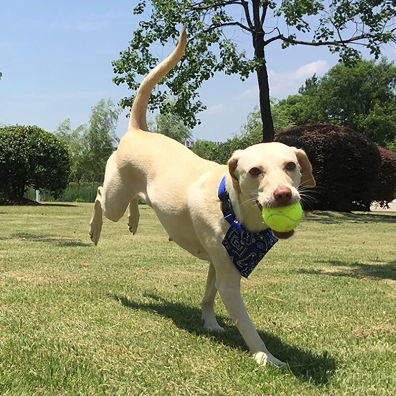 3 pièces balles de Tennis en caoutchouc haute résilience balle de Tennis pratique Durable pour Club compétition exercices d'entraînement