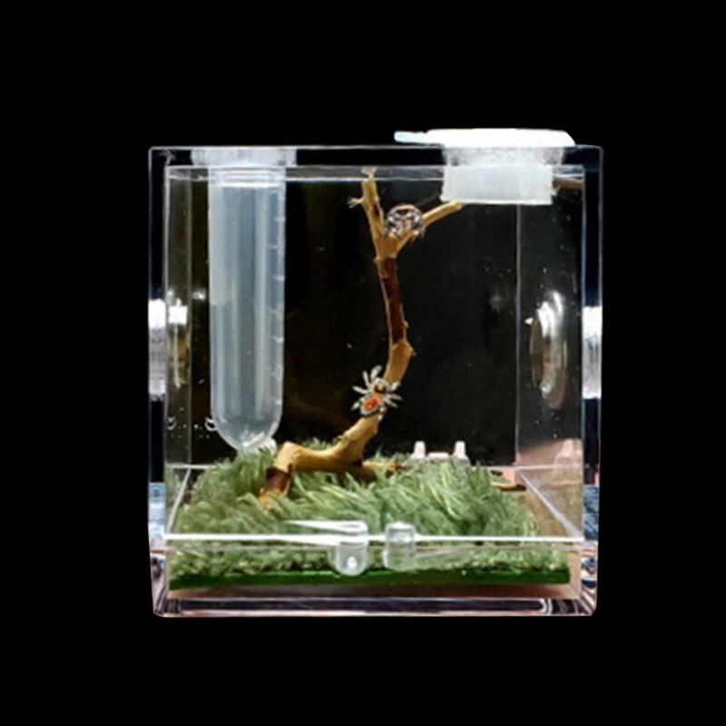 Jumping Spider Habitat Acrylic Feeding Cage Nano Terrarium with Arboreal for Small Reptiles Clear with 360 Degree View