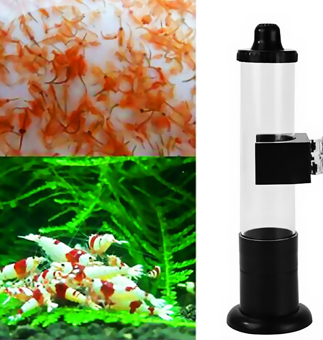 Oeufs De Crevette Artemia Oeufs Incubateur Oeufs Incubateur Éclosoir Artemia Oeufs Pour Aquarium Oeufs de Crevettes de Saumure Mangeoire À Poulet