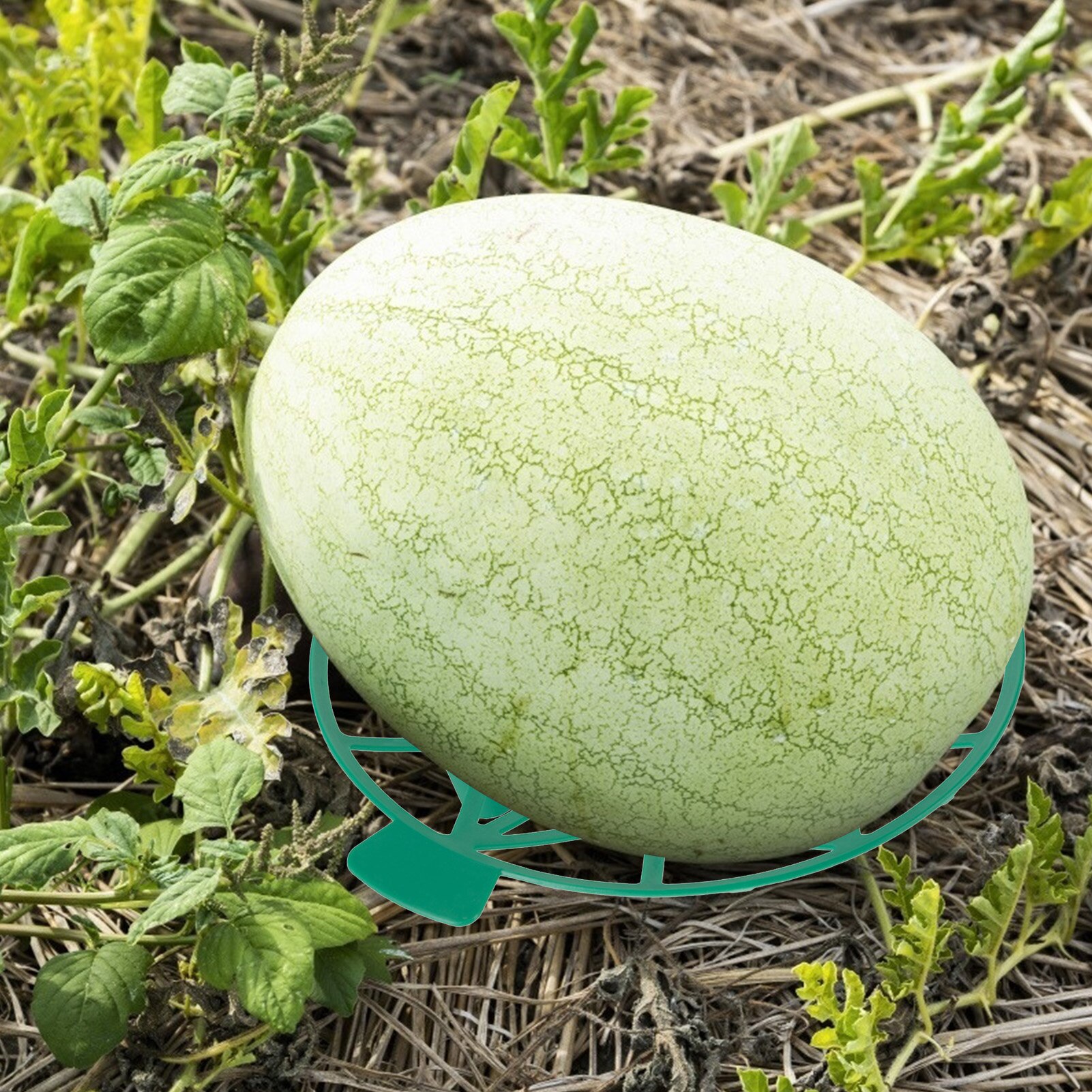 5pc Plastic Watermelon Cradle Potato Strawberry Planter Planting Container Multi-mouth Container Holder Support Protector
