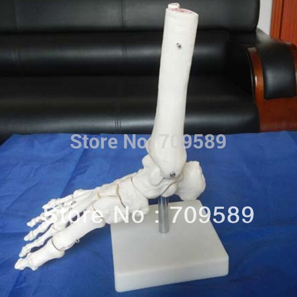 Iso levensgrote voet gezamenlijke model, Voetmassage skelet model
