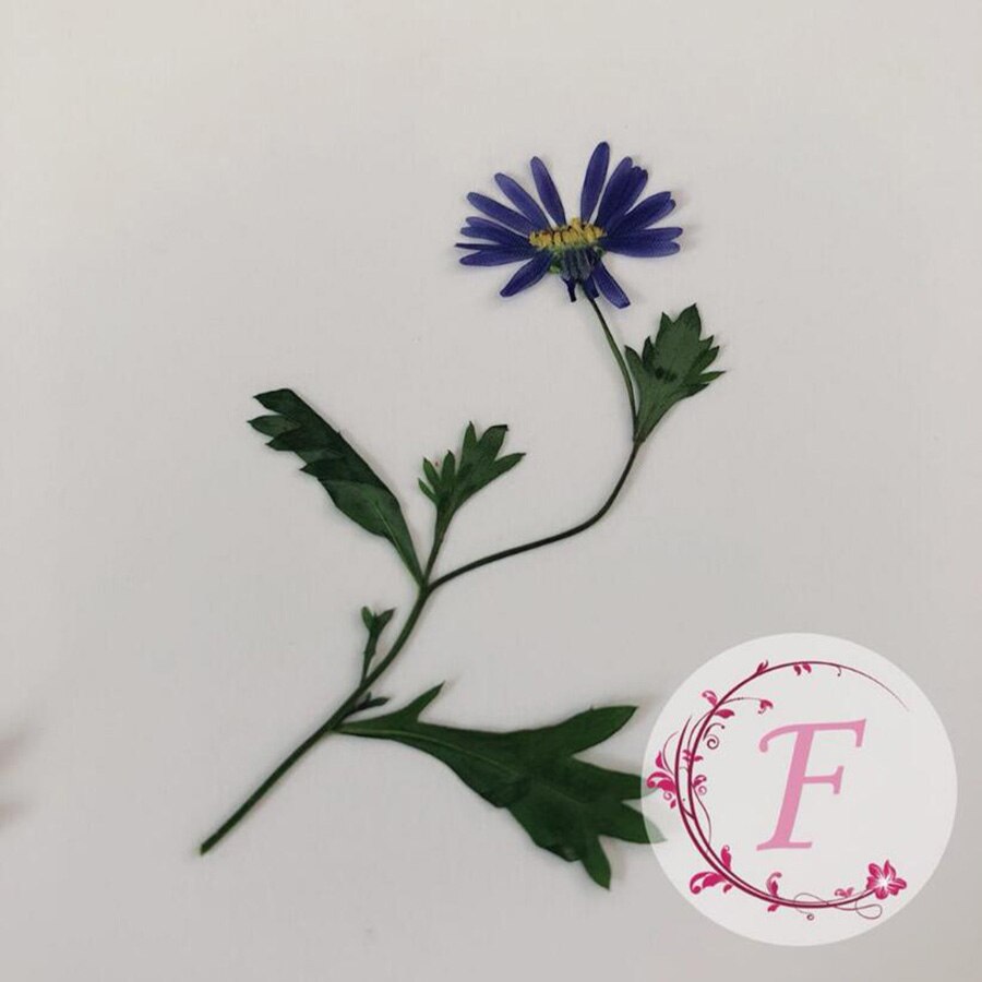 Aster à tige de Tataricus séchée pressée, plante herbium pour bijoux, carte d&#39;invitation, carte postale, étui de téléphone, -page, bougie, Art, 10 pièces