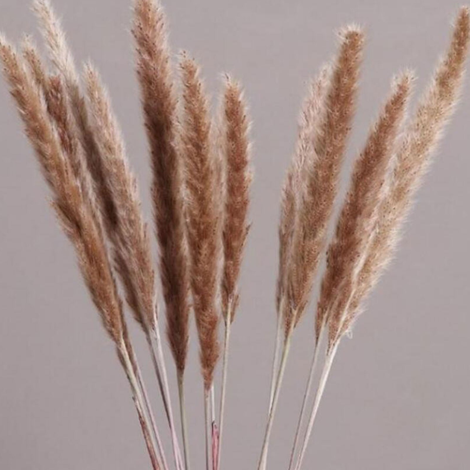Roseaux séchés naturels de , 15 pièces, pour décoration de mariage, maison, DIY bricolage, 100% naturel, durée de conservation de plus d'un an