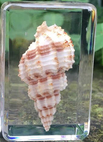 Concha de caracol de mar en resina transparente, instrumento de exploración educativa, suministros de enseñanza escolar, 44x29x18mm, 1 unidad