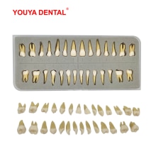 28pcs Dental Model Resin 1:1 Permanent Tooth Model With Pulp Cavity Simulation Isolated Oral Teeth Dentistry Material Supplies