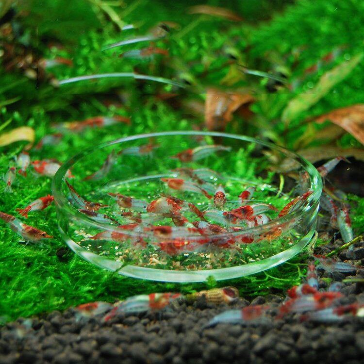 Round Aquarium Shrimp Food Feeder Feeding Bowl Cup Fish Tank Crystal Red Shrimp Snail Fish Food Dish Container