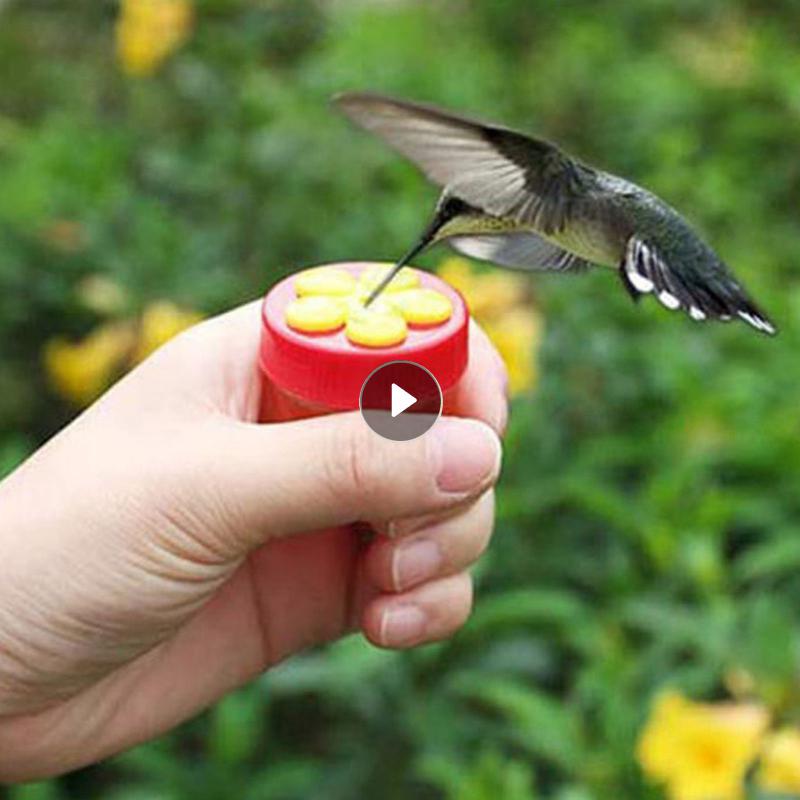 1 Stck Mini Handheld Kolibri Hand Zubringer Mit Saugnapf Fenster Vogel Zubringer Mit Barsch Reinigung Pinsel Vogel Liefert