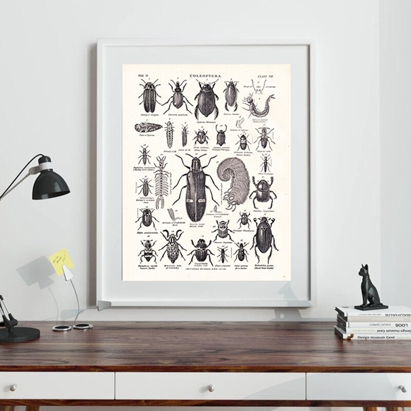 Vintage De Kever Familie Print Biologie Onderwijs Poster Van 1904 Encyclopedie Britannica Retro Poster Kraftpapier