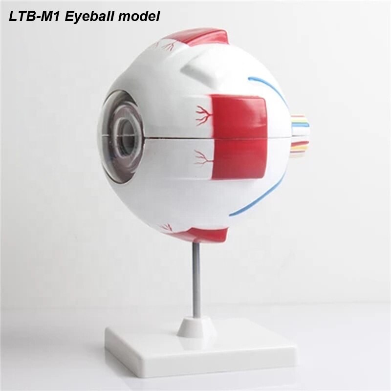 Ophthalmic ltb -m1 human eyeball undervisning model medicin til