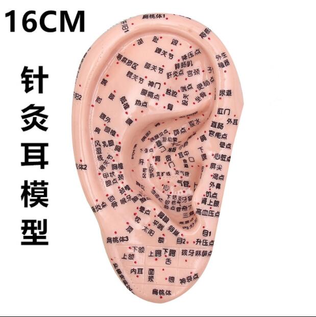 Modèle d'acupuncture auriculaire de 16CM, modèle de zone réflexe de l'oreille, modèle d'acupuncture Standard de la langue du méridien Central, modèle d'oreille de Massage