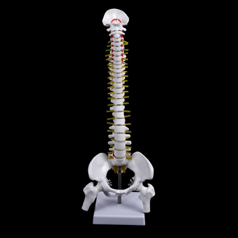 Best 45Cm Flexible 1:1 Adult Lumbar Bend Spine Model Humans Skeleton Model with Spinal Disc Pelvis Model Used for Massage ,Yoga