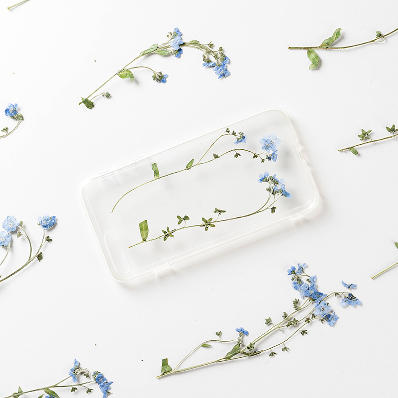 Fleur séchée Myosotis Sylvatica avec tige, goutte à goutte, colle, étui de téléphone portable, fabrication de bijoux, 12 pièces/paquet