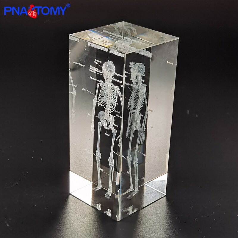 Squelette en cristal, humain, , dents, cœur, poumons, avec Instruction, modèle Transparent, démonstration médicale, anatomie
