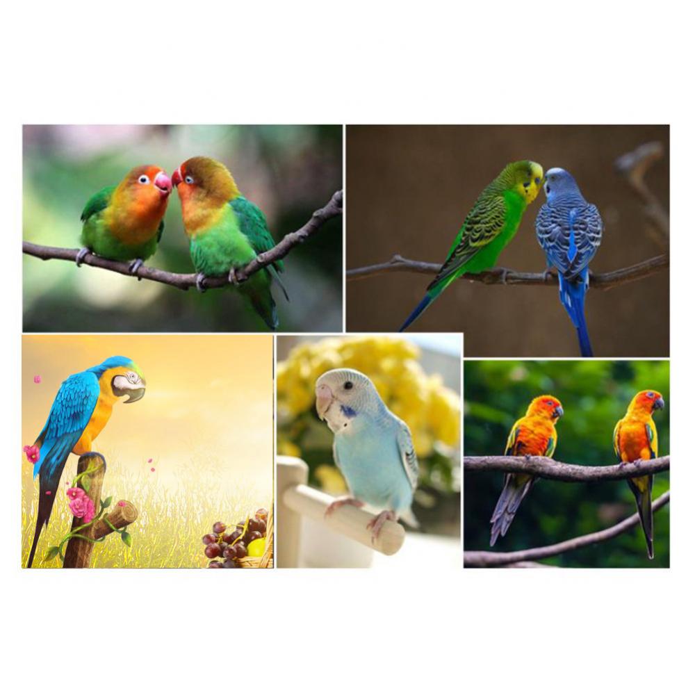 Échelle de perroquet en bois, support de jeu, perche, parc pour animaux de compagnie, jouet, accessoires pour oiseaux