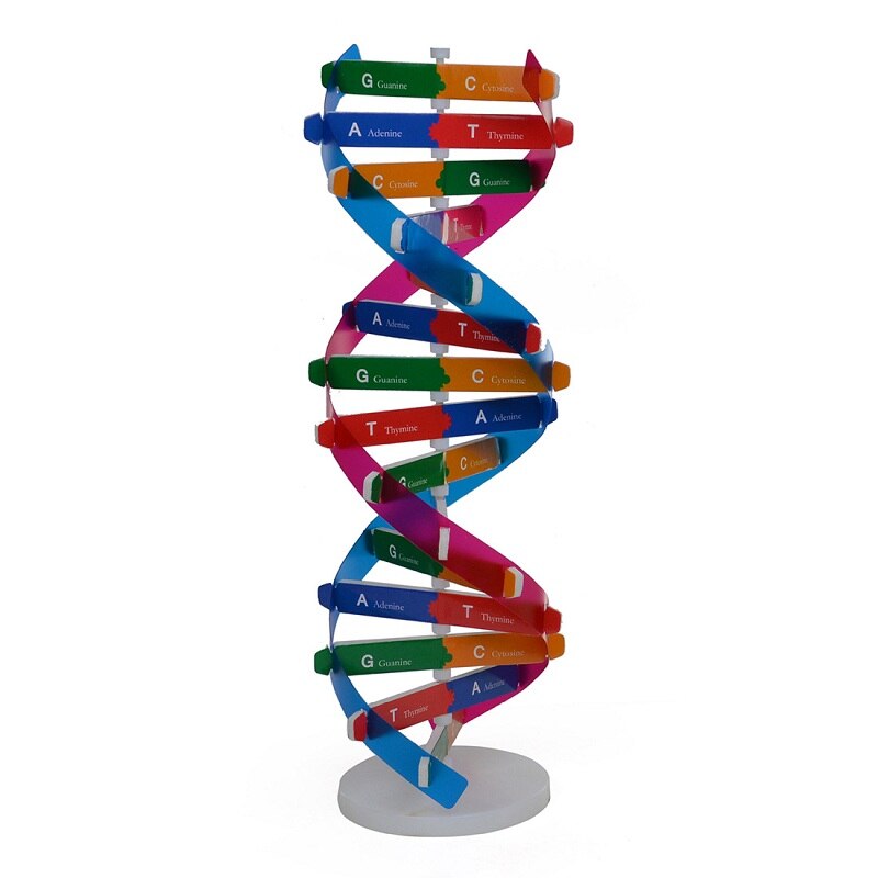 Pædagogisk legetøj videnskab legetøj menneskelige gener dna modeller dobbelt helix popularisering undervisning læring uddannelse legetøj til børn: Default Title