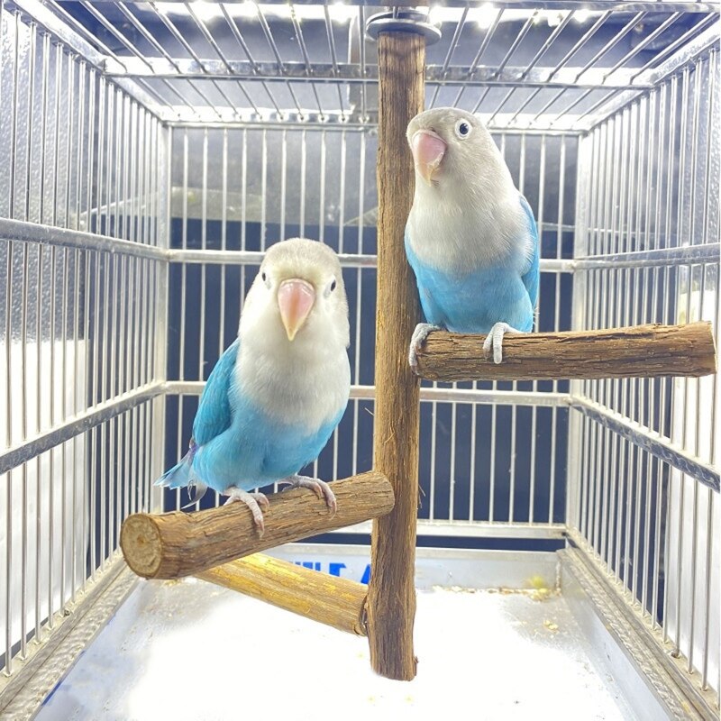 Natural Wood Bird Perches Stands Bird Cage Paw Grinding Toy Parrot Perch Toys for Cockatiels Conures Budgies Love Birds Parakeet