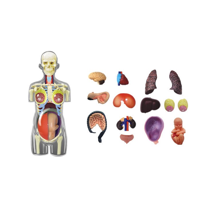 4D Durchscheinende Weibliche ANATOMIE Torso Körper Frauen Schwangerschaft Schwangere 41 Teile Montiert Menschlichen Modell Medizinische Schädel Skelett Trainingsmodelle