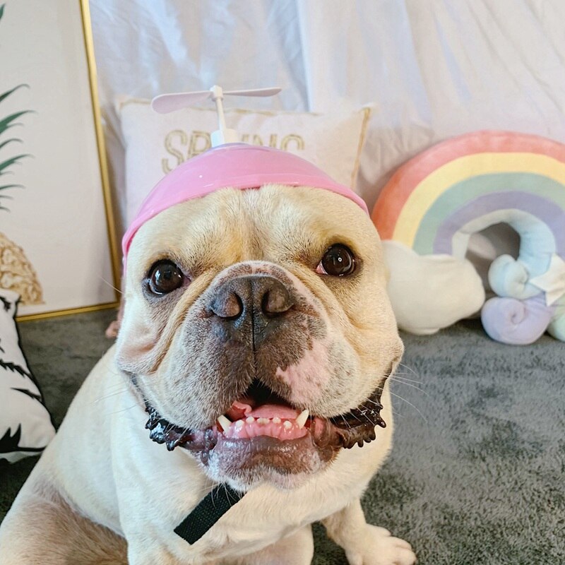 Plastic motorpet zuignap vlothoed puppy kattenhoed helmen libellen vlothelm hond puppy kat foto rekwisieten accessoires