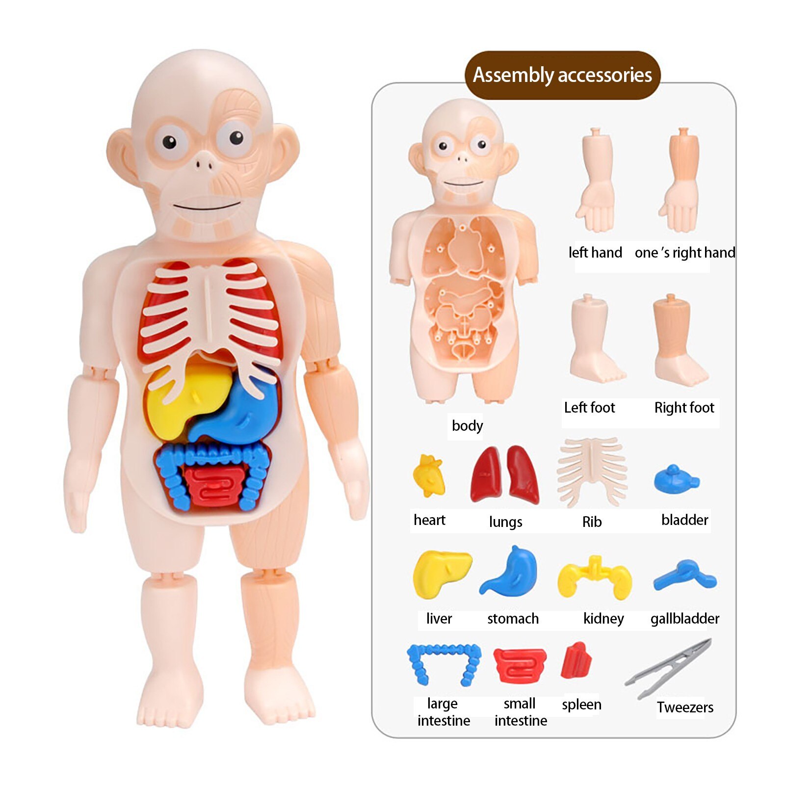 Menselijk Orgel Model Diy Gemonteerd Enlightenmen Speelgoed Kinderen Wetenschap En Onderwijs Biologie Kids Diy Wetenschap Educatief Speelgoed