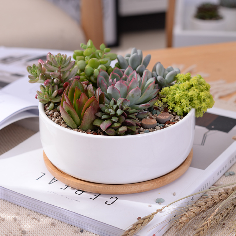 1 einstellen Minimalistischen Weiß Keramik Sukkulente Topf Porzellan Tiefe Abgerundete Topf Schreibtisch Topf Zakka Wohnkultur (1 Topf + 1 fach)