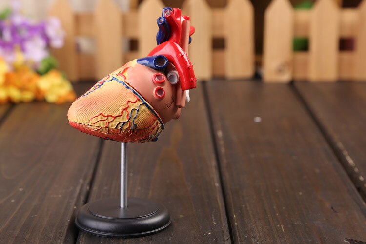 3d horen model gekleurde hart geassembleerd Menselijk Anatomie dimensionale model