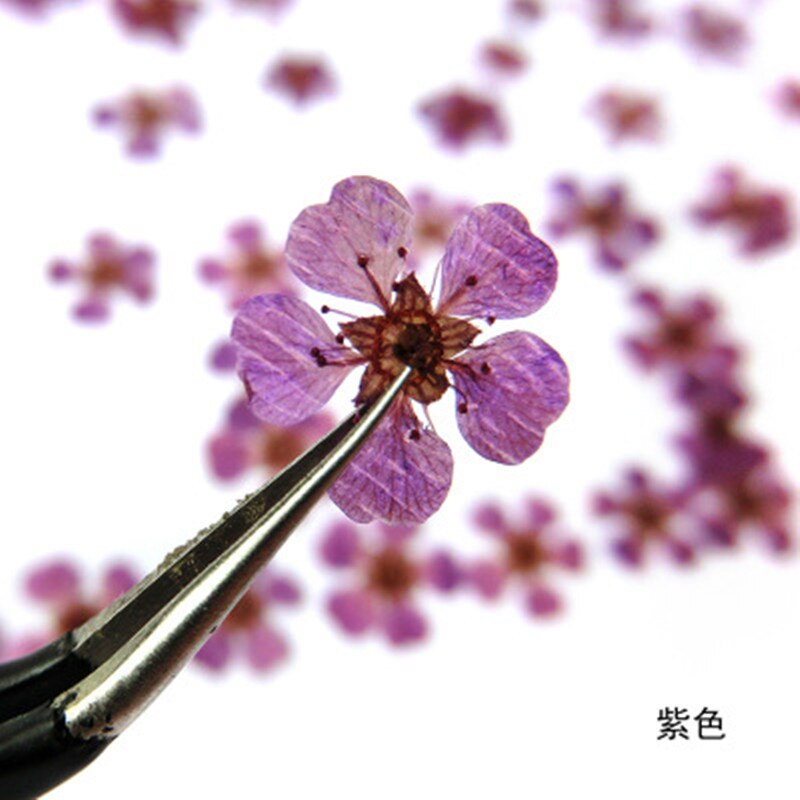 10 st  /1 box äkta nagelblommor gör-det-själv naturliga torkade blommor naglar konst dekoration torr flowe manikyr tillbehör blomdekaler
