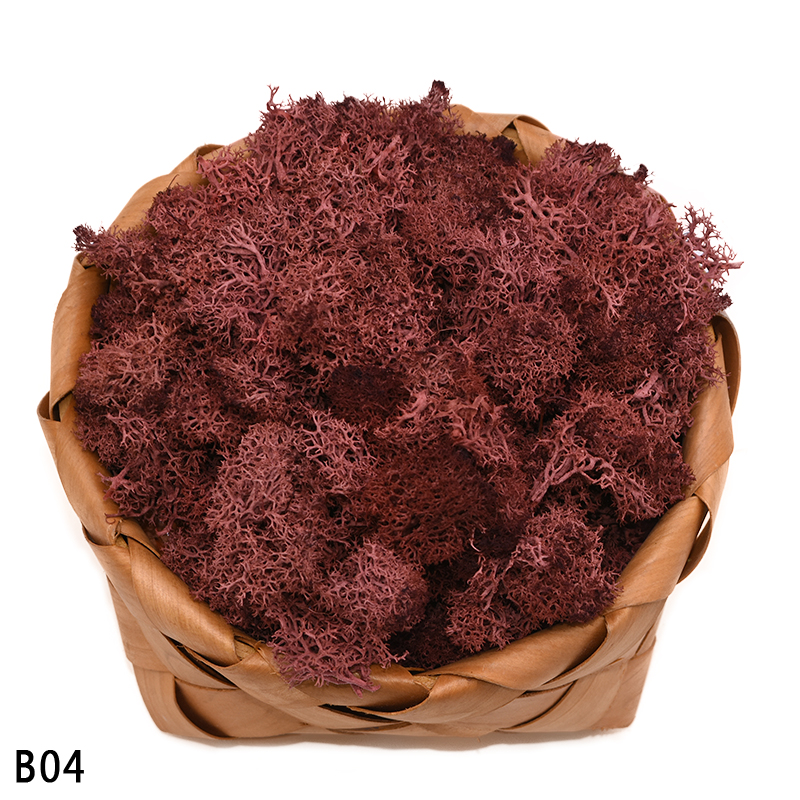 40g kunstige planter evigt liv mos mini have mikro landskab tilbehør boligindretning væg diy blomster materiale: B04