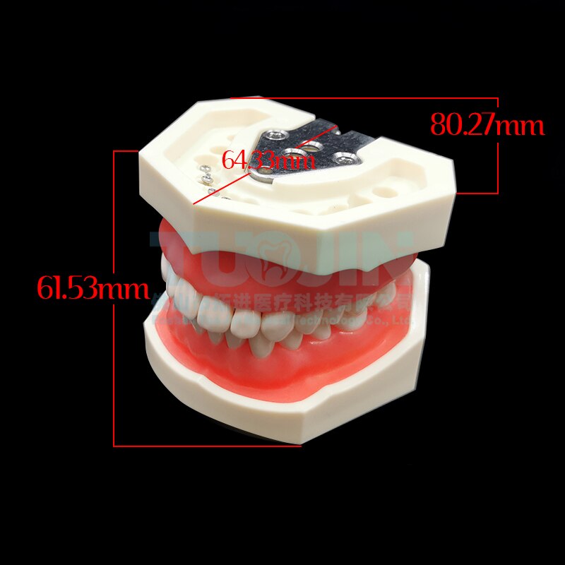 Dental Teeth Model Tooth Model With 28pcs Removable Typodent Teeth Practice For Students Dentistry Training Material Product: teeth model