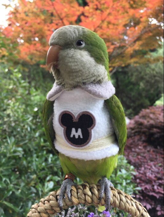 Ropa de abrigo para loros, suministros de aves, suministros de calefacción gruesa, traje volador de bolsillo, traje de una pieza, Otoño e Invierno: Oro