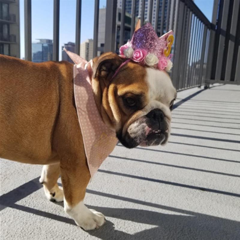 Happy Birthday Party Hats Decor Cap Birthday Hat Princess Crown 1st 2nd 3rd Year For Pets Dogs Cats Hairband