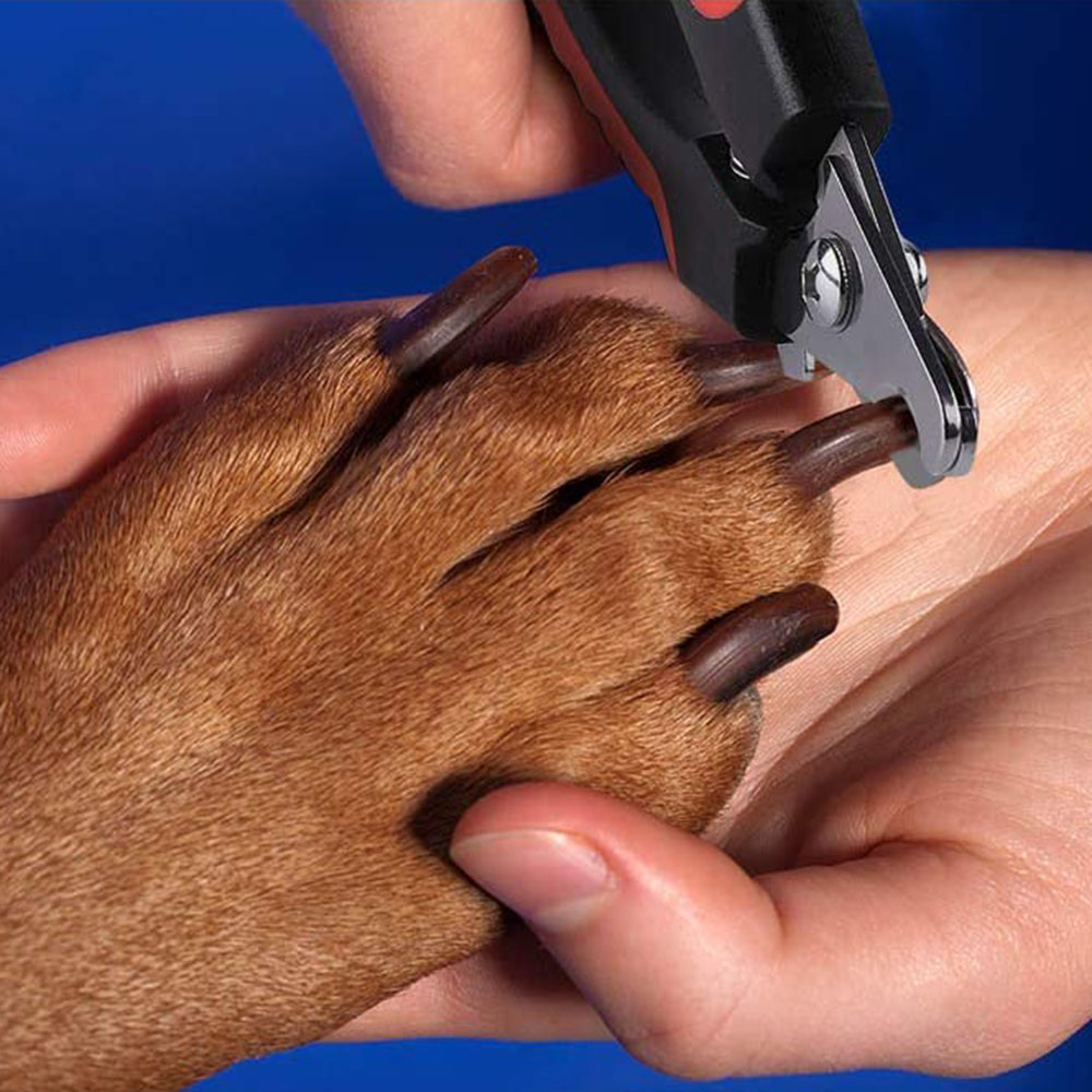 Kloklipper for kjæledyr, katt, stor hund, kloklipper og klotrimmer, stellverktøy for kanin, fugl, valp, kattunge, ilder