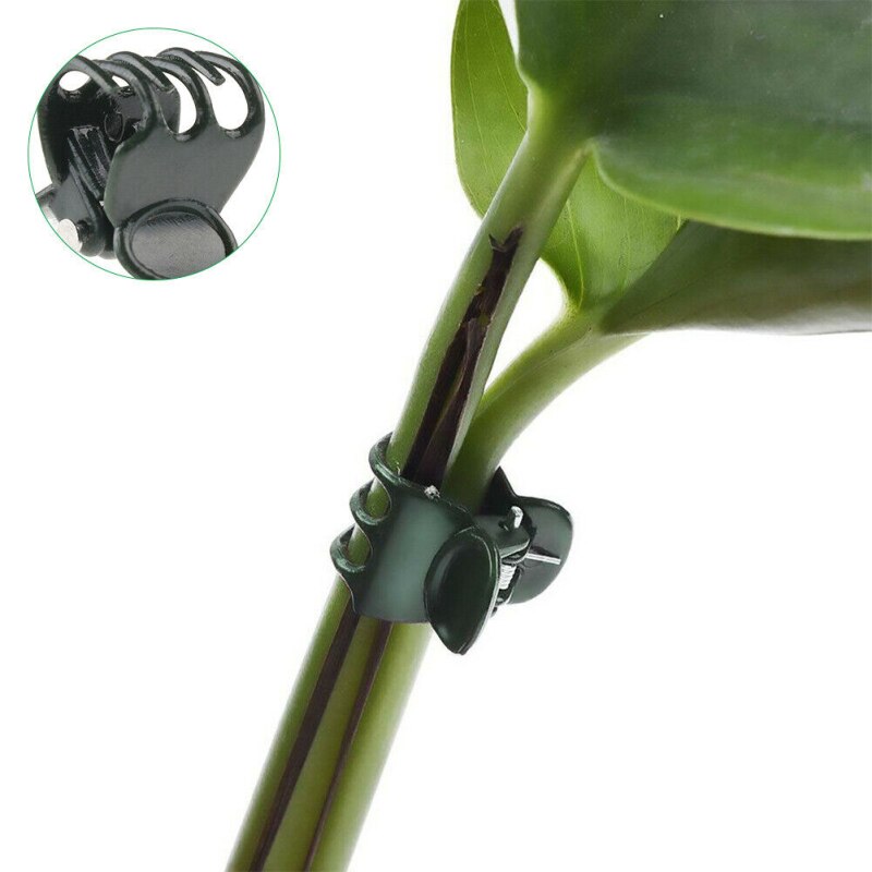100 Pcs Stakes Connector Clip Fastener Greenhouse Bracket Pole Fixed Clamp Plants Flower Seedling Stem Support Plant Grafting: Default Title