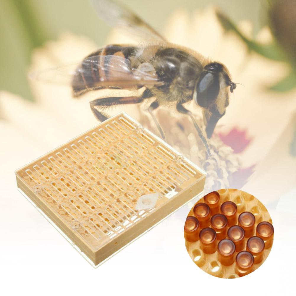 Insect Rearing Cups Bees Tools Cages King Queen Rearing Cup Kit System... – Grandado