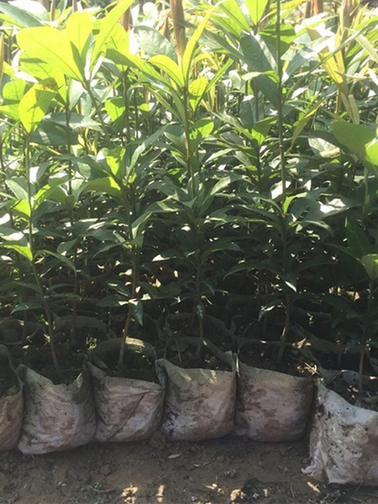 100 stk ikke-vævede børnehaveposer plante biologisk nedbrydelige dyrke poser stof kimplanter potteposer til hjemmet have #co