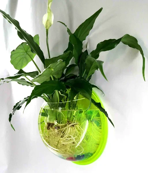 Pinsjar Acrylic Fish Bowl Wall Hanging Aquarium Tank Aquatic Pet Supplies Pet Products Wall Mount Fish Tank for Betta fish