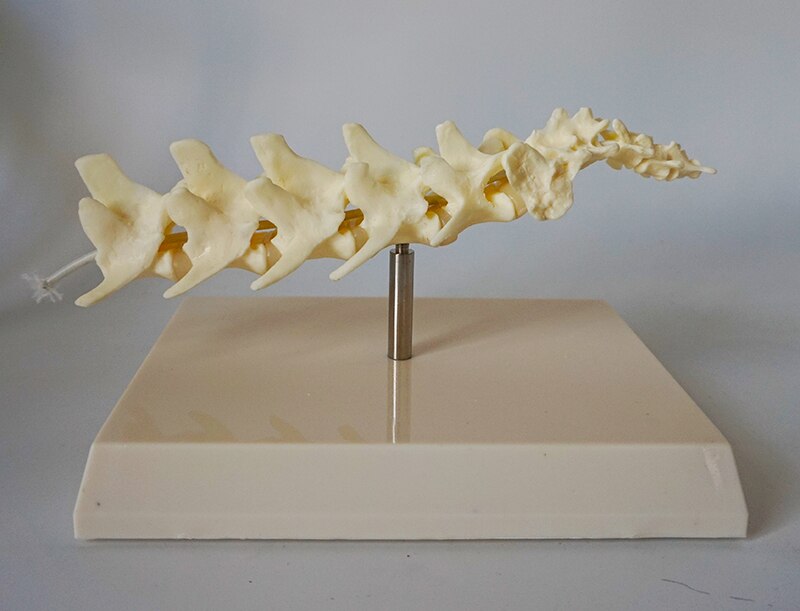 Hond Wervelkolom Model Hond Skelet Canine Wervelkolom Veterinaire Leermiddelen Dier Anatomie Model Medische Osteoporose Model