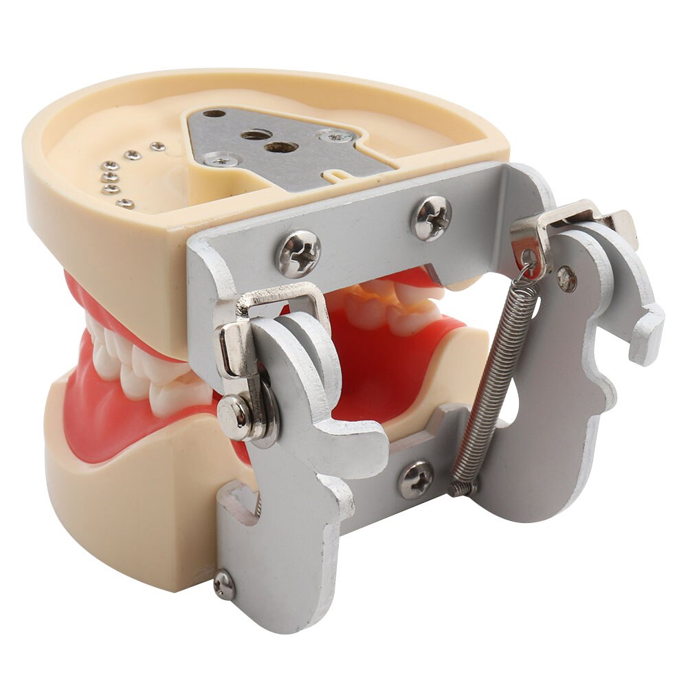 Dental Model Teaching Model Teeth Model Standard Model with 32 Screw-in Teeths Demonstration Soft Gum